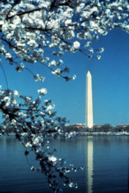 Cheery Blossoms and the Washington Monument