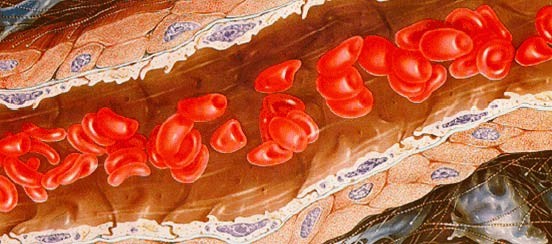 Flowing red blood cells